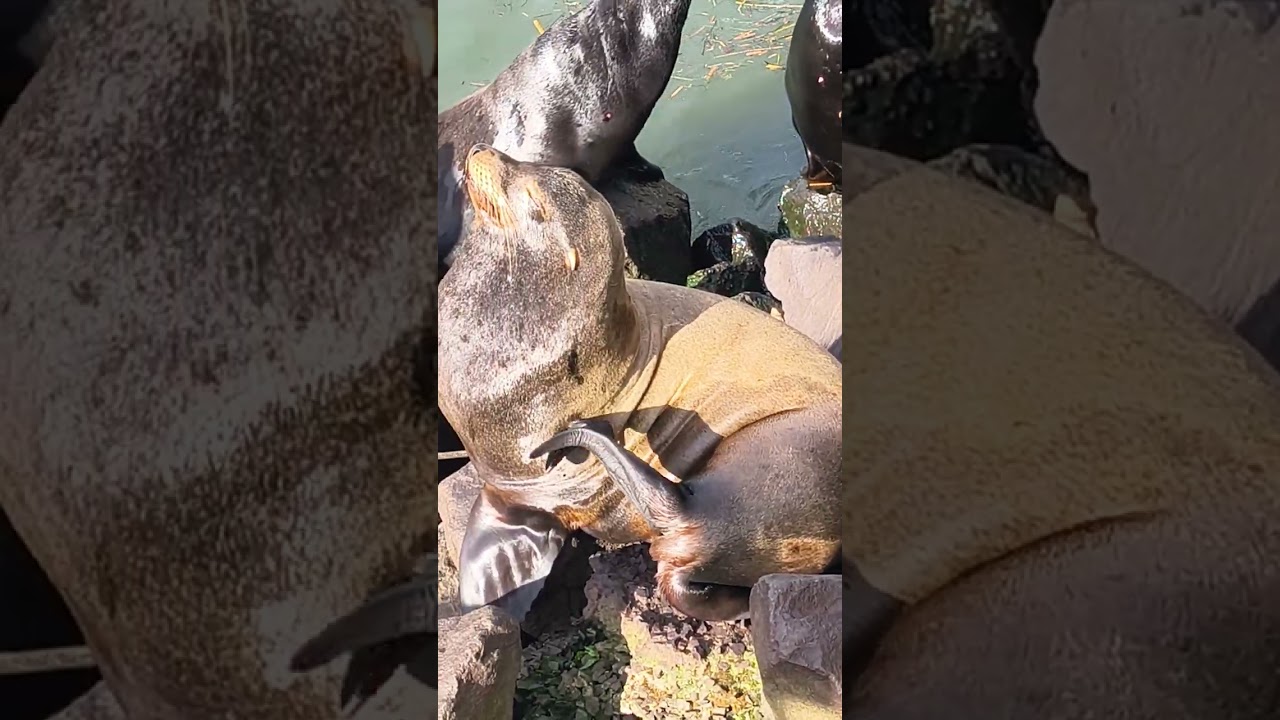 Sea Lions Of Astoria,Or. Feb.5, 2026
