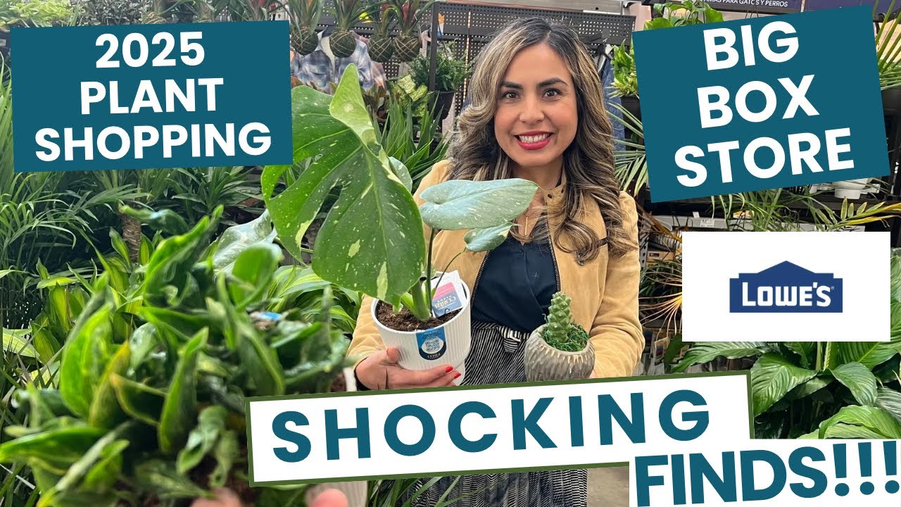 2025 BIG BOX STORE AMAZING PLANTS SURPRISES!!! PLANT ALERT! 🚨‼️ NEW POTHOS, NEW SCINDAPSUS, THAI…