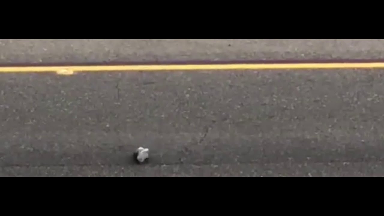 blue dalmatian shoe test run over project in america