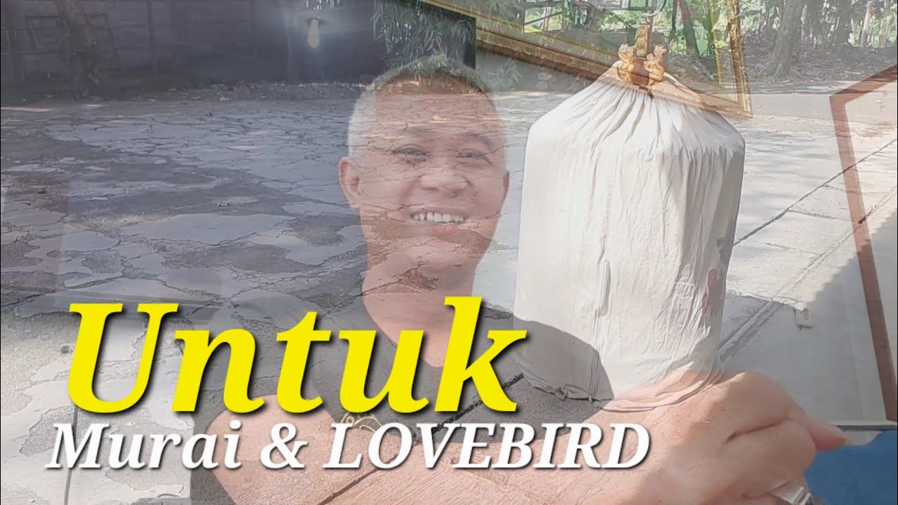 Sigitwmp Klaten || Jemur Kerodong Kondisi Kerodong Kering #muraibatu & #lovebird #part1