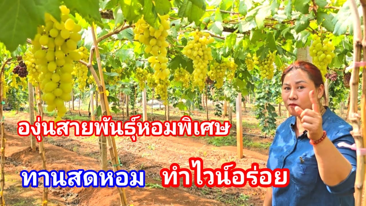 องุ่นสายพันธุ์หอมโดนใจ!! ทำได้หลายอย่าง ปลูกง่าย สุกไว ได้เงินเร็ว