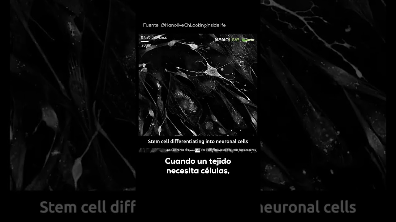 Esta C&Eacute;LULA MADRE se TRANSFORMA en una NEURONA 🧫✨🧠