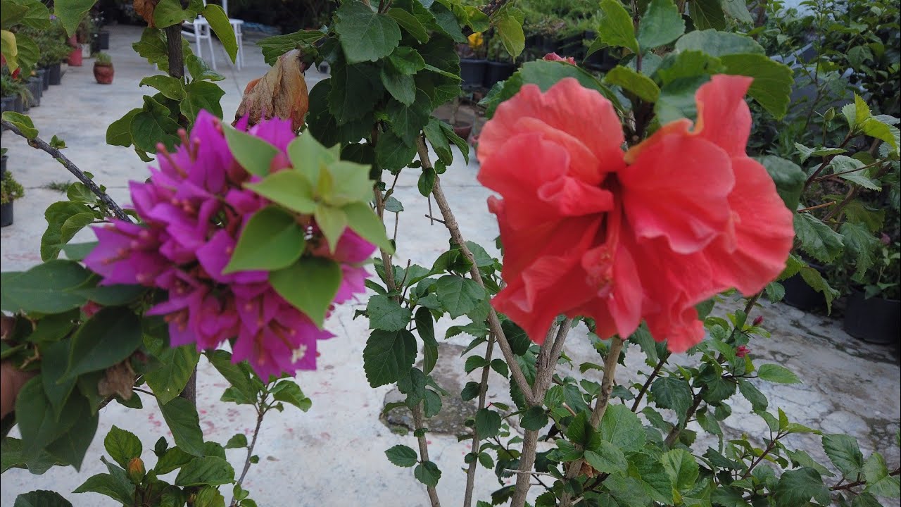 जुलाई के महीने में लगा ले यह 15 प्लांट की कटिंग | 15 Plant cutting growing this july month