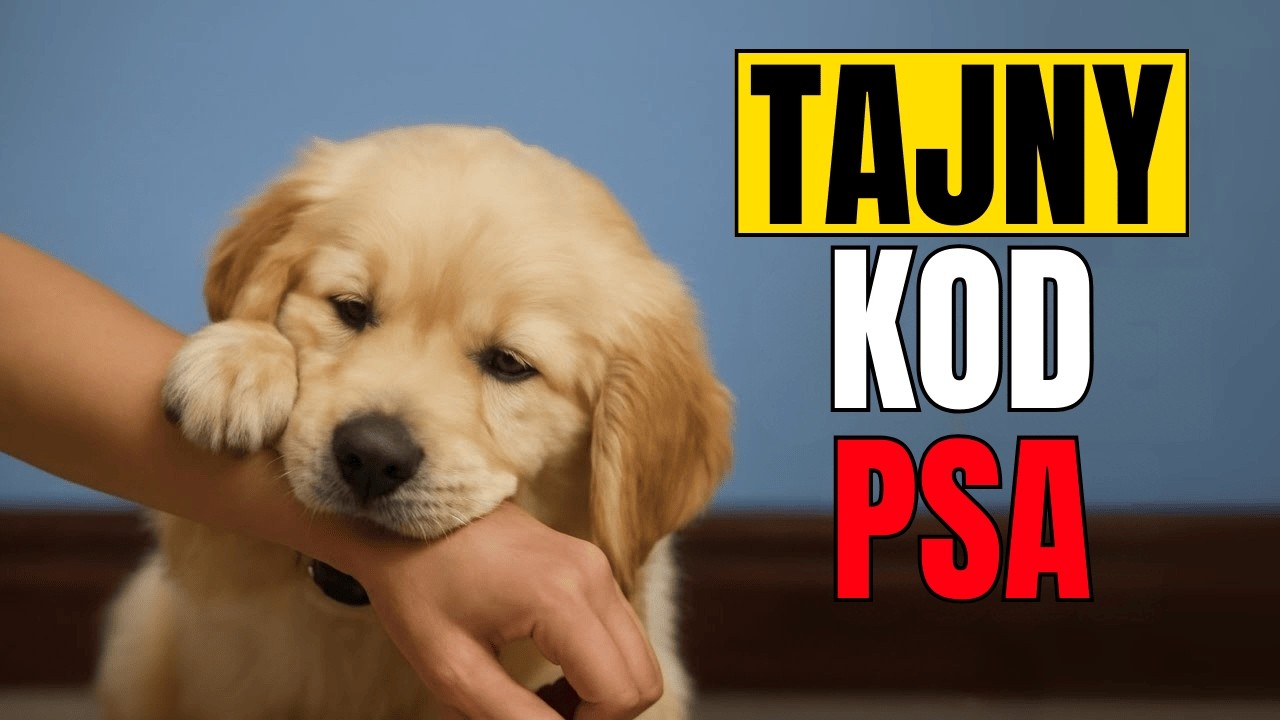 7 překvapivých způsobů, jak psi projevují úctu svým lidem