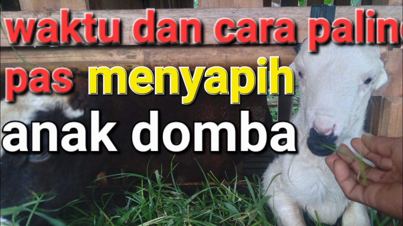 waktu dan cara paling aman menyapih anak domba atau cempek supaya tidak tumbuh kerdil