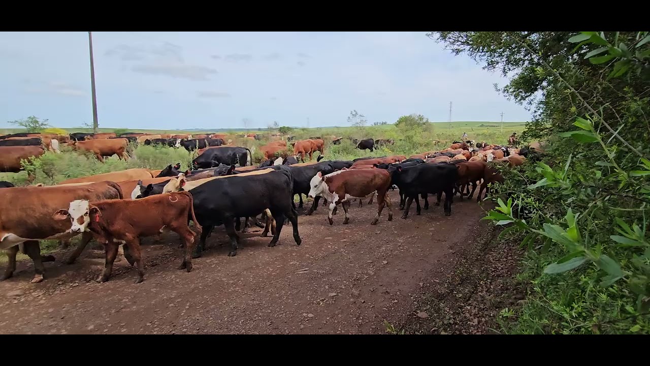 Os último tropeiros empurram a  tropa. Região dos Cerros Verdes em Sant'Ana do Livramento RS BRASIL.