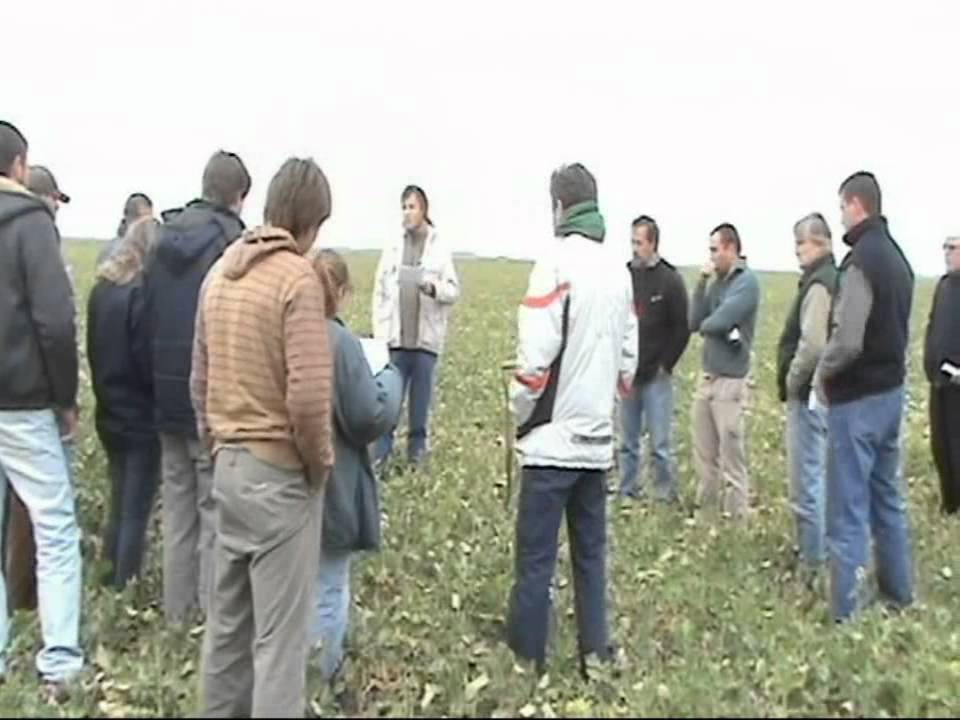 Canals. Experiencias en el cultivo de garbanzo