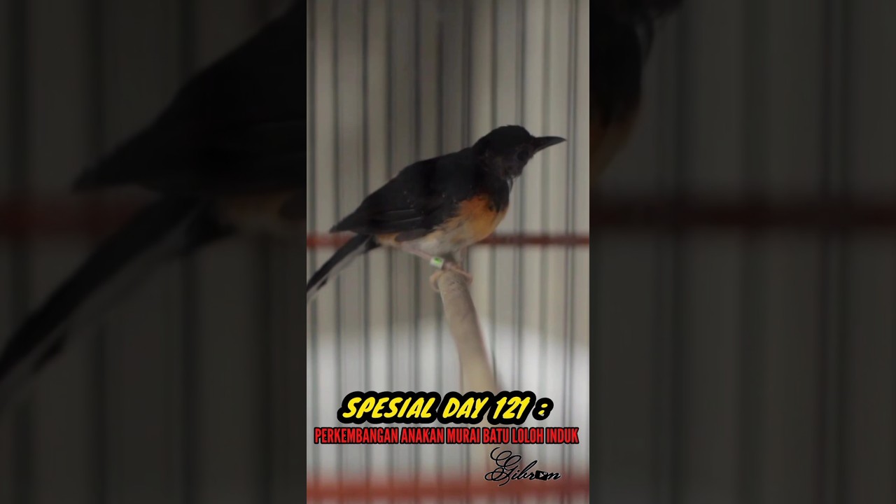 SPESIAL DAY 121 : PERKEMBANGAN ANAKAN MURAI BATU LOLOH INDUK || GIBRAN 17 BIRD FARM 