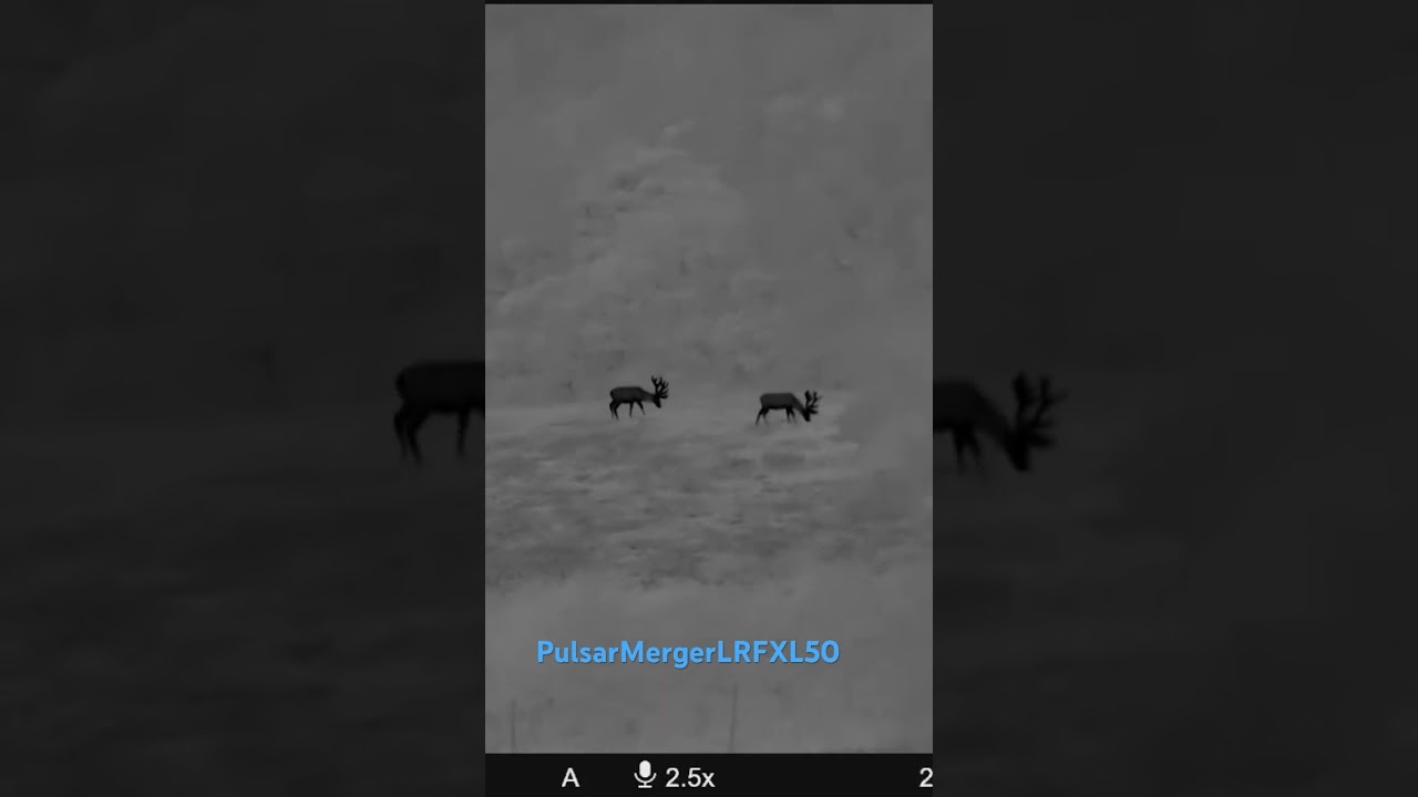 Pulsar Mergers LRF XL50   red stags  