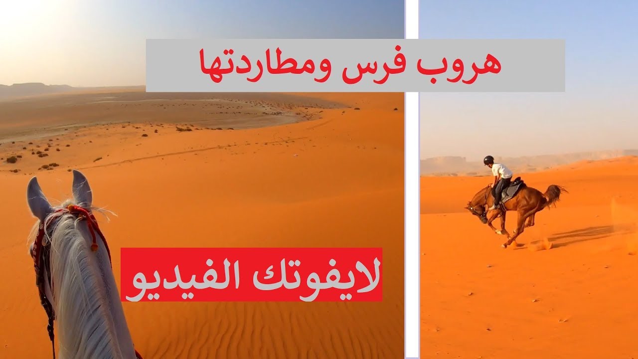 #هروب فرس ومطاردتها واكشن مع احد المتدربين الصغار #من اقوى #الرحلات وامتعها