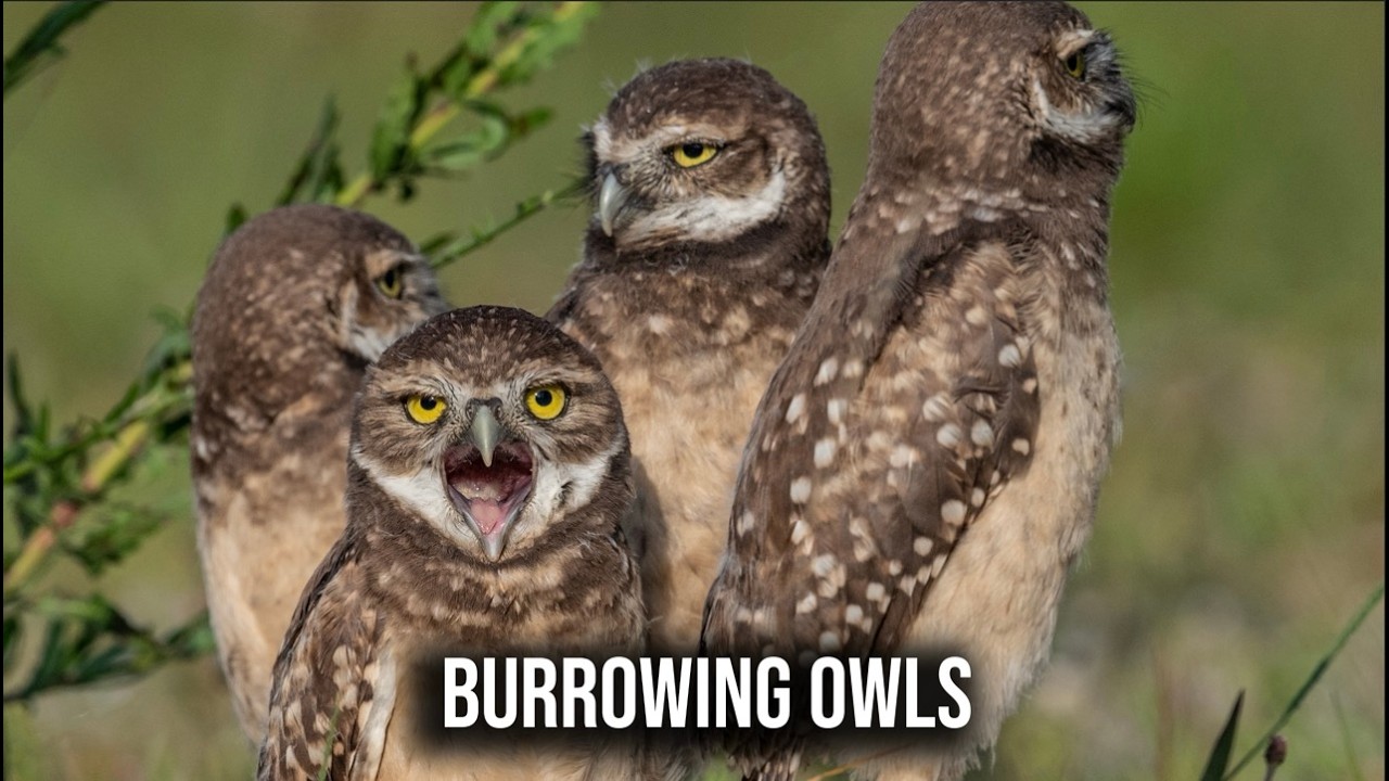 Funny Burrowing Owl Video in Florida