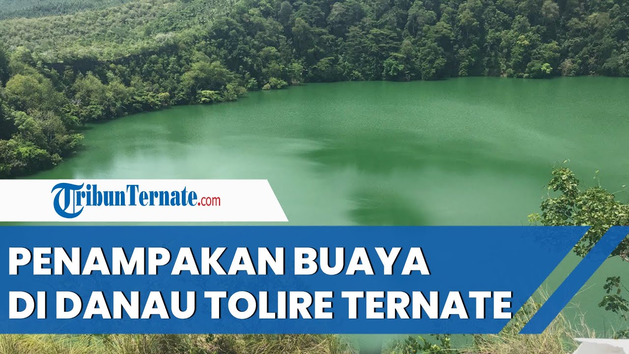 Penampakan Buaya Berkepala Putih Di Danau Tolire Ternate