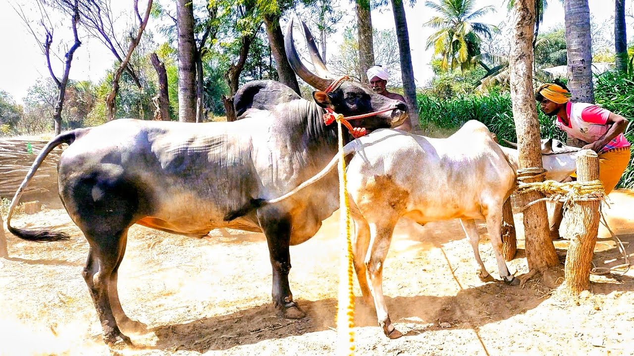 காங்கேயம் மயிலை காளை இனச்சேர்க்கை | kangeyam mayilai breed mating | jallikattu breed
