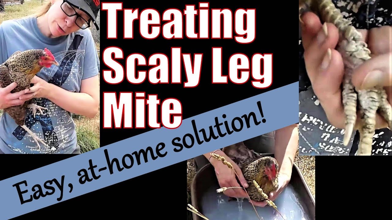 Treating Chickens' Scaly Leg Mite