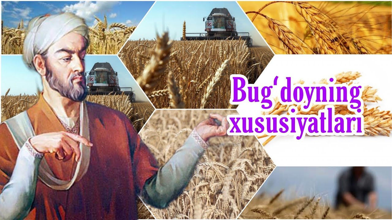 Бугдойнинг хусусиятлари_Bugʻdoyning xususiyatlari.