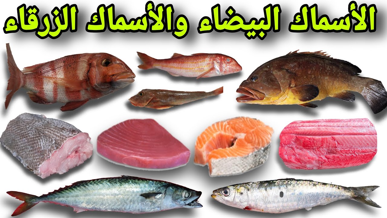 الأسماك الزرقاء و الأسماك البيضاء أنواعها وفوائدها الغدائية  Que sont les poissons bleus et blancs