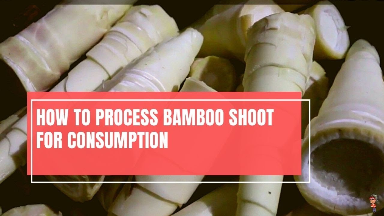 How to make fermented bamboo shoot