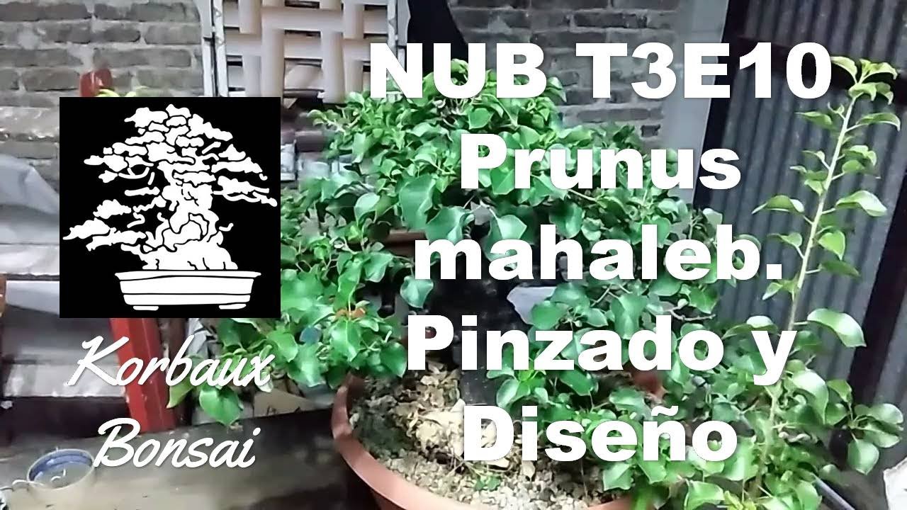 NUB T3E10 Prunus mahaleb  Pinzado y Diseño