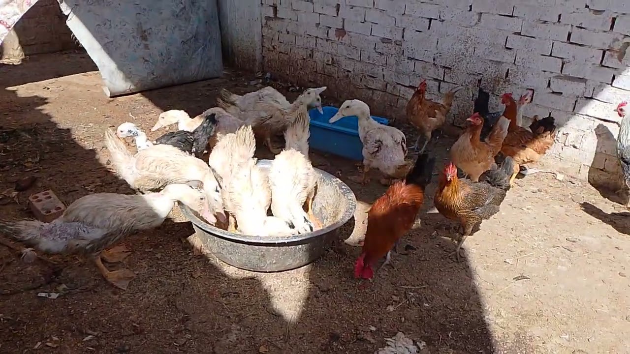 #كل الخير ف الخلطه دى ممتازه جدا 🐓🦆🐔