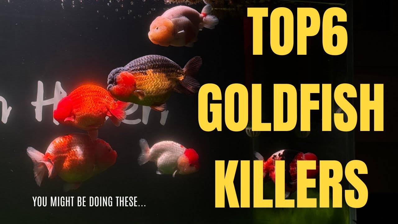 Goldfish Failures Ranked: 6 Deadly Mistakes Beginners Make