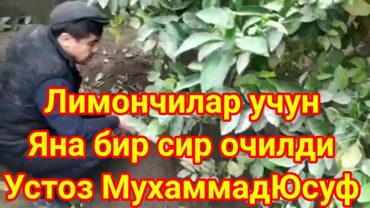 15 01 2022 Лимончилик билан шугулланаётган дехконларимиз бу видео айнан сиз учун Устоз МухаммадЮсуф