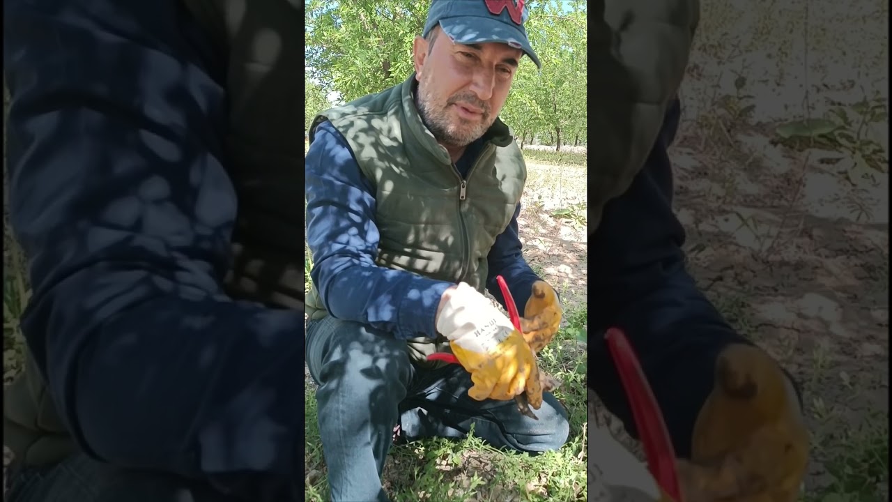 Meyve ağaçlarında, Zamklanma hastalğı ve çözümleri
