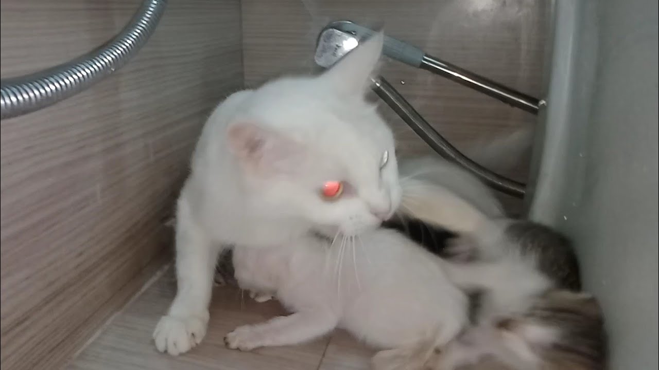 Mother Cat Attacking On Her Kittens She's Hitting Biting Them Kittens Are Scared Is She Weaning Them