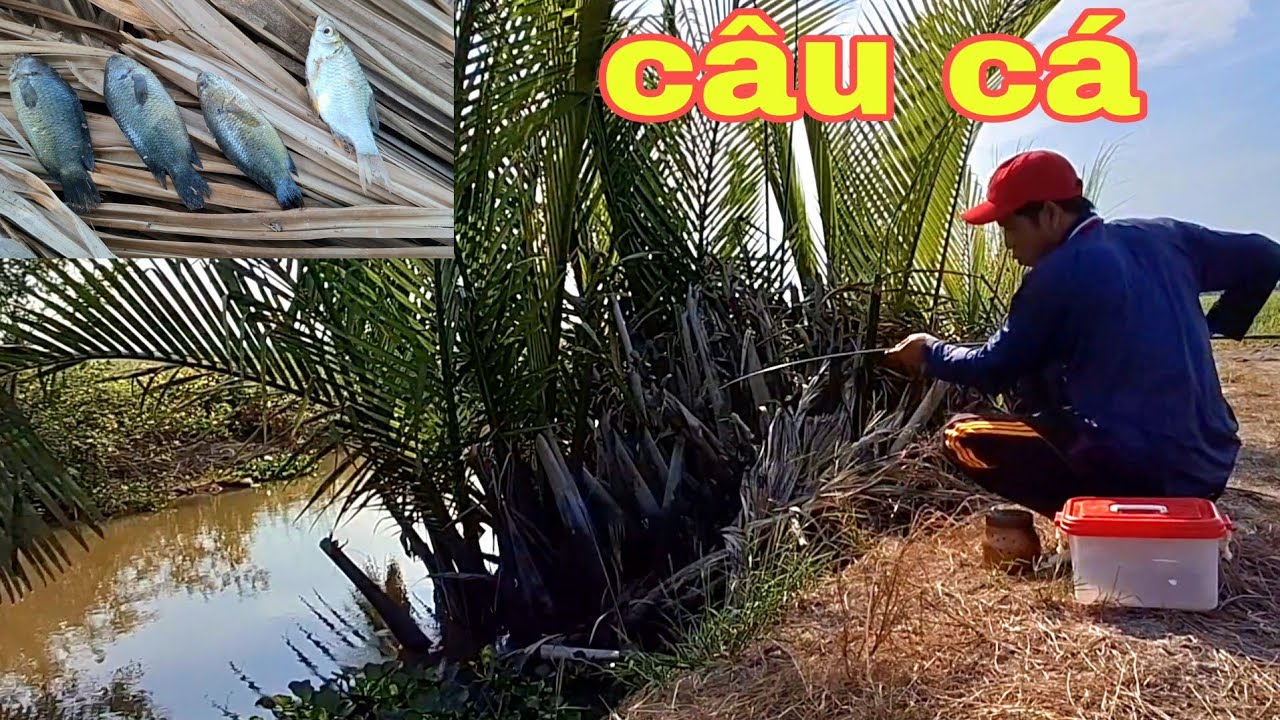 t94 câu cá rô sông.và thưởng thức cá đồng nướng .