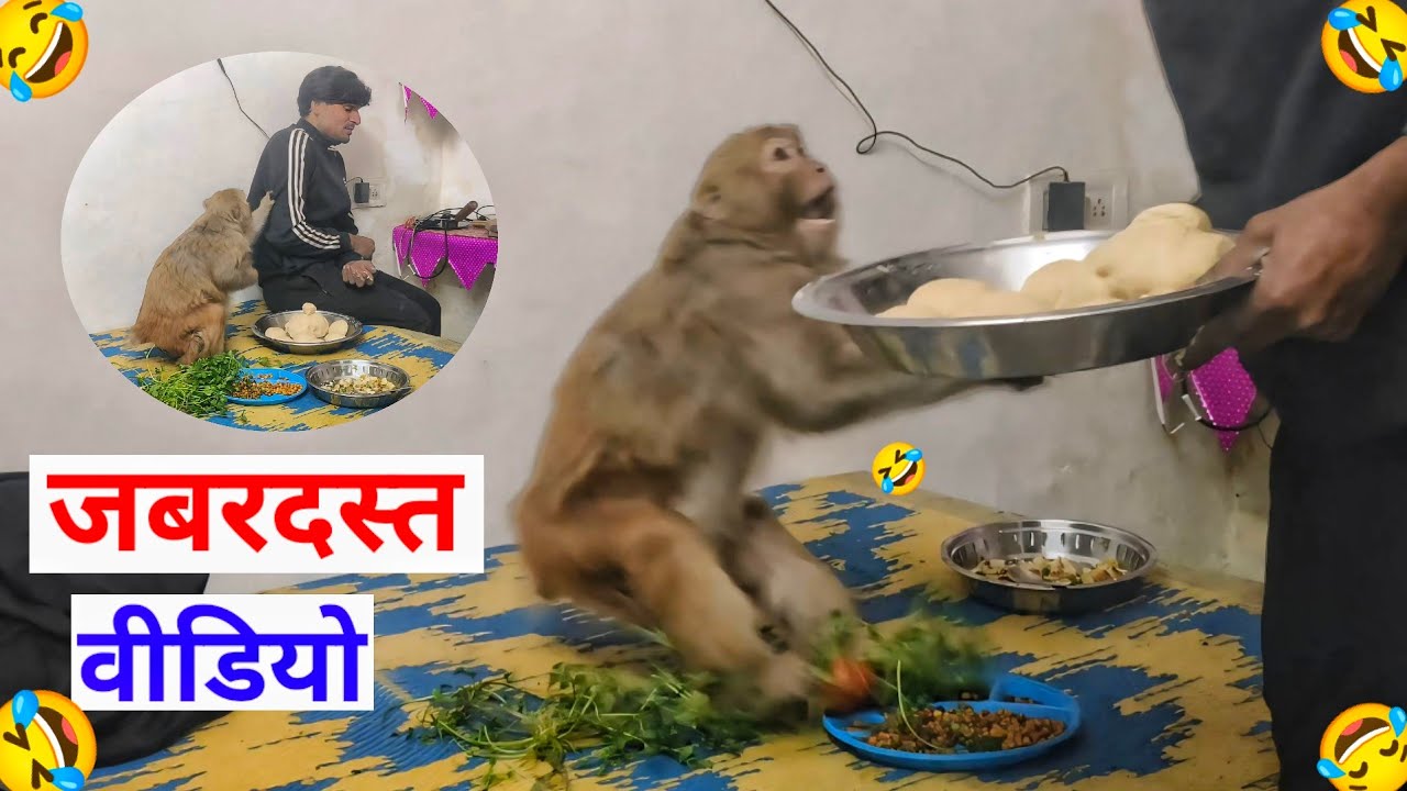 मंकी रानी आकाश को कुछ नहीं लेने देती है 🤣।। @Queenrbl12345 