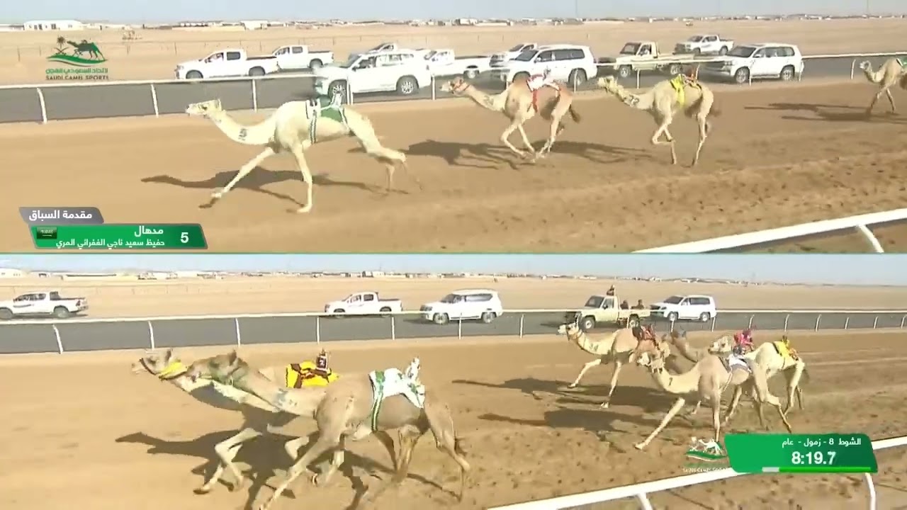 الشوط 8 زمول عام صباح يوم السبت 5-10-2024 من #كأس_الاتحاد_السعودي_للهجن
