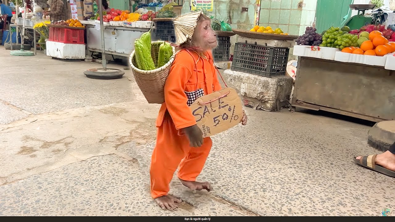 2024’s Top Cutis Monkey Antics Funny Moments You Have to See 🙉🤣