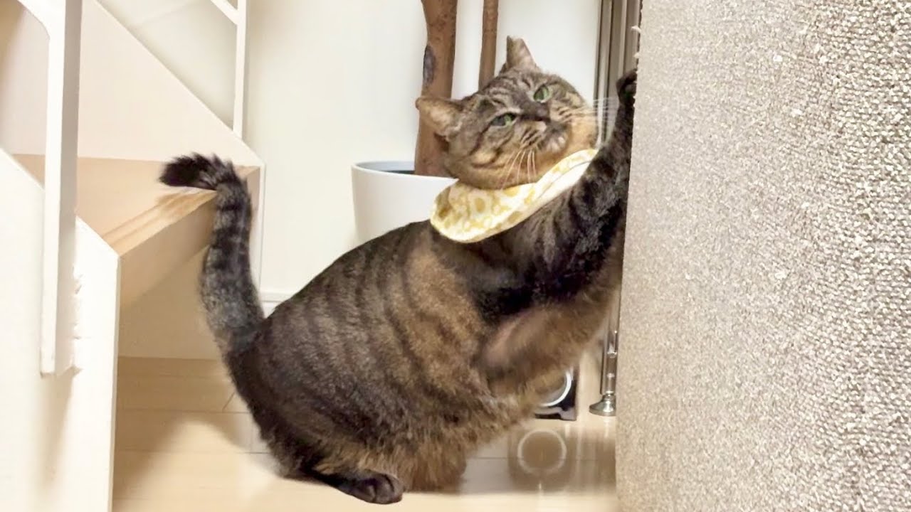 【驚愕】元地域猫の愛猫がソファでこっそり爪研ぎしてました…