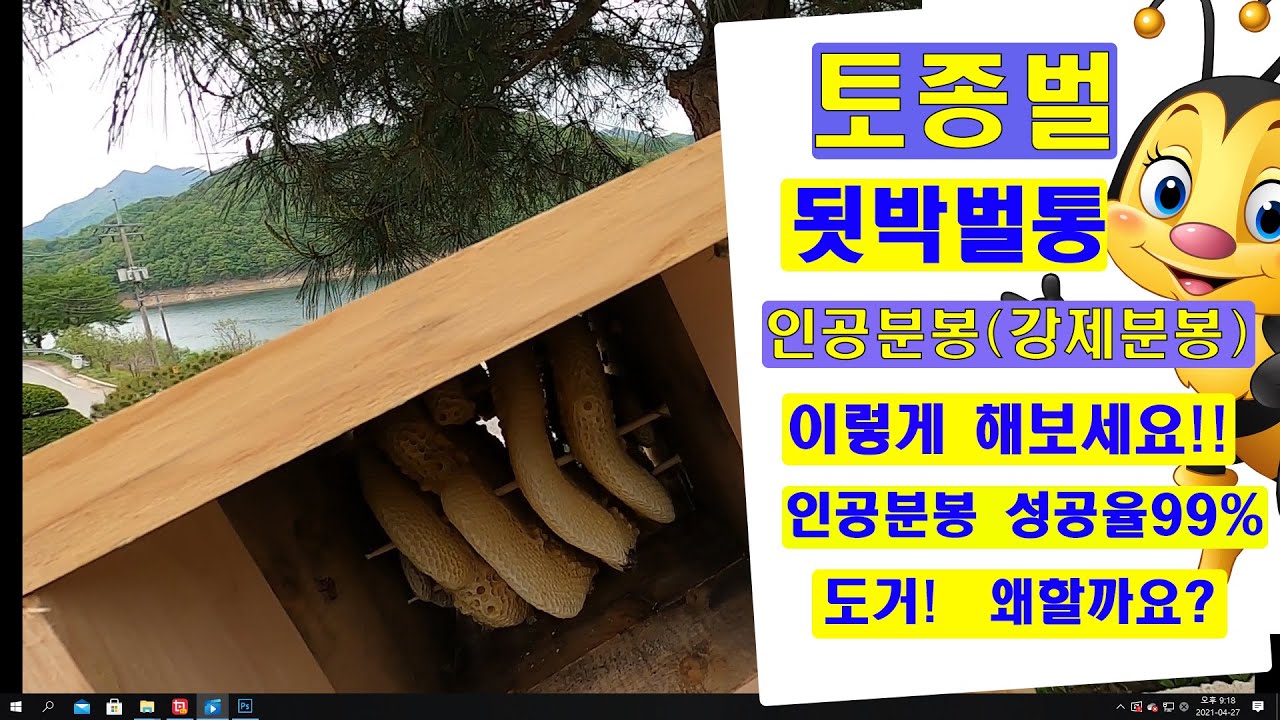 토종벌 됫박벌통 인공분봉(강제분봉) 이렇게 해보세요  성공율99%