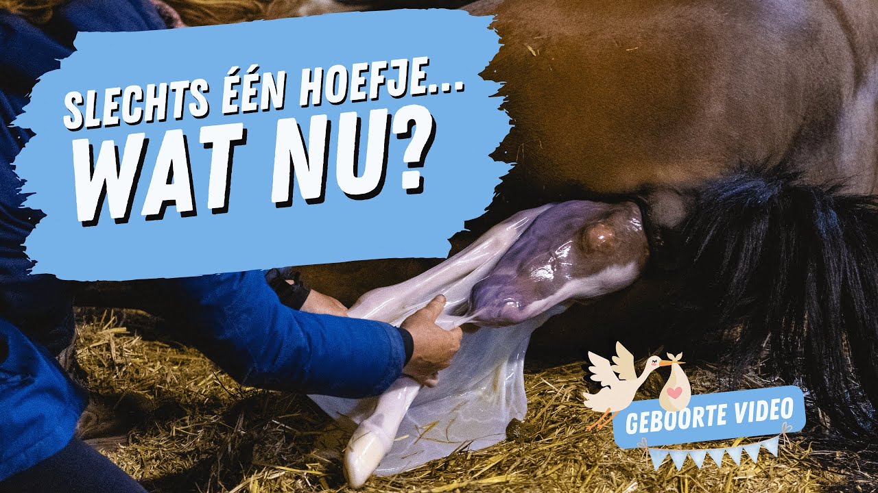 🐴 De geboorte van Picasso - Een intiem en spannend moment