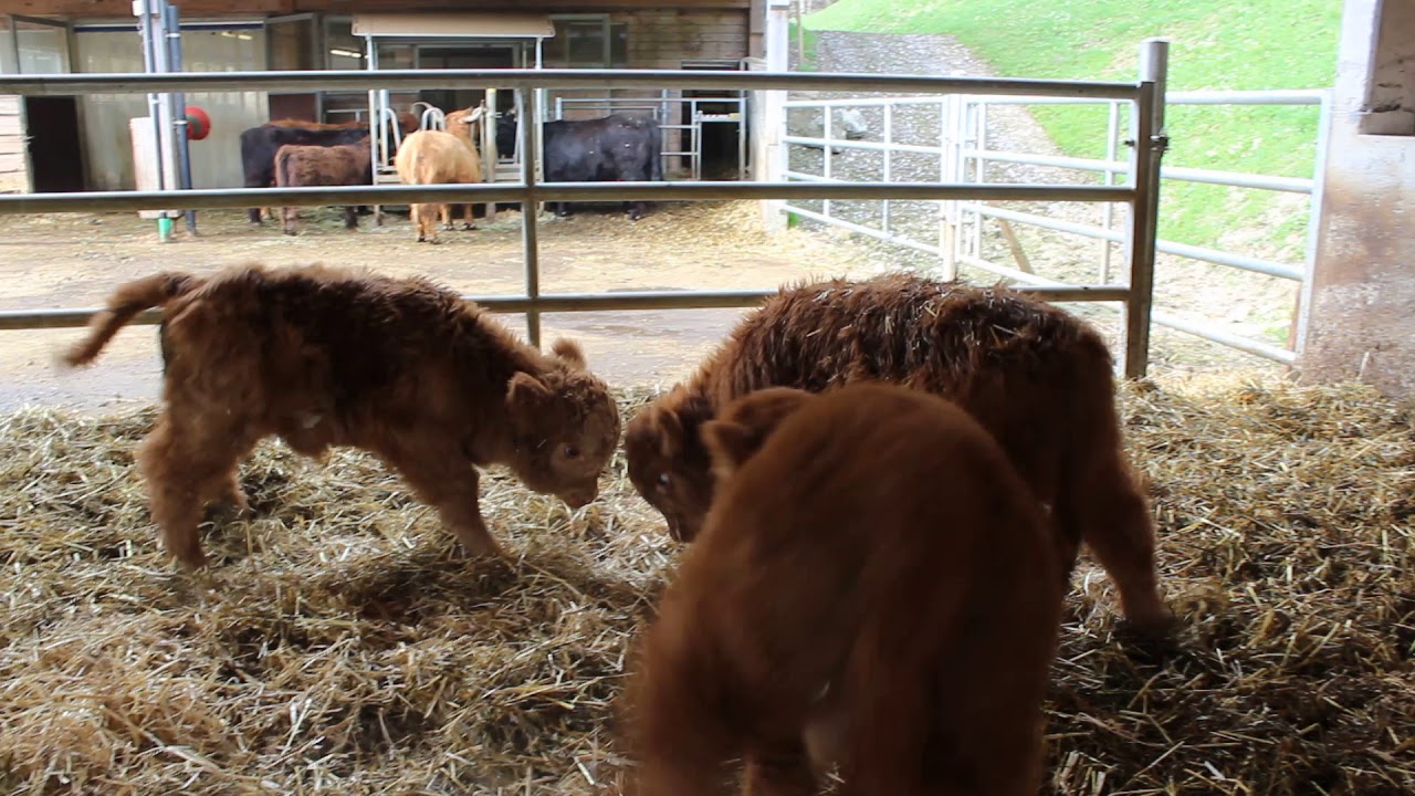 Schottische Hochlandrinder K&auml;lber beim Spielen auf dem Bauernhof TMT KR&Auml;HERAU HIGHLAND CATTLE