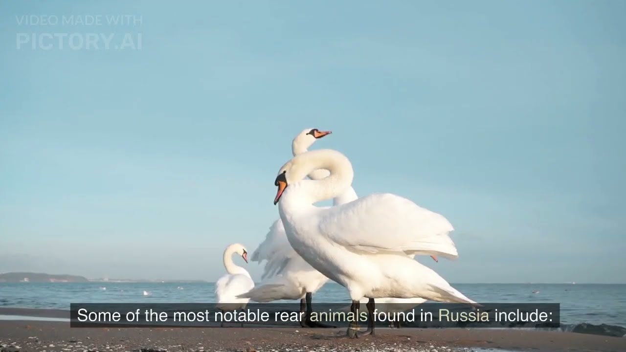Russian  animals