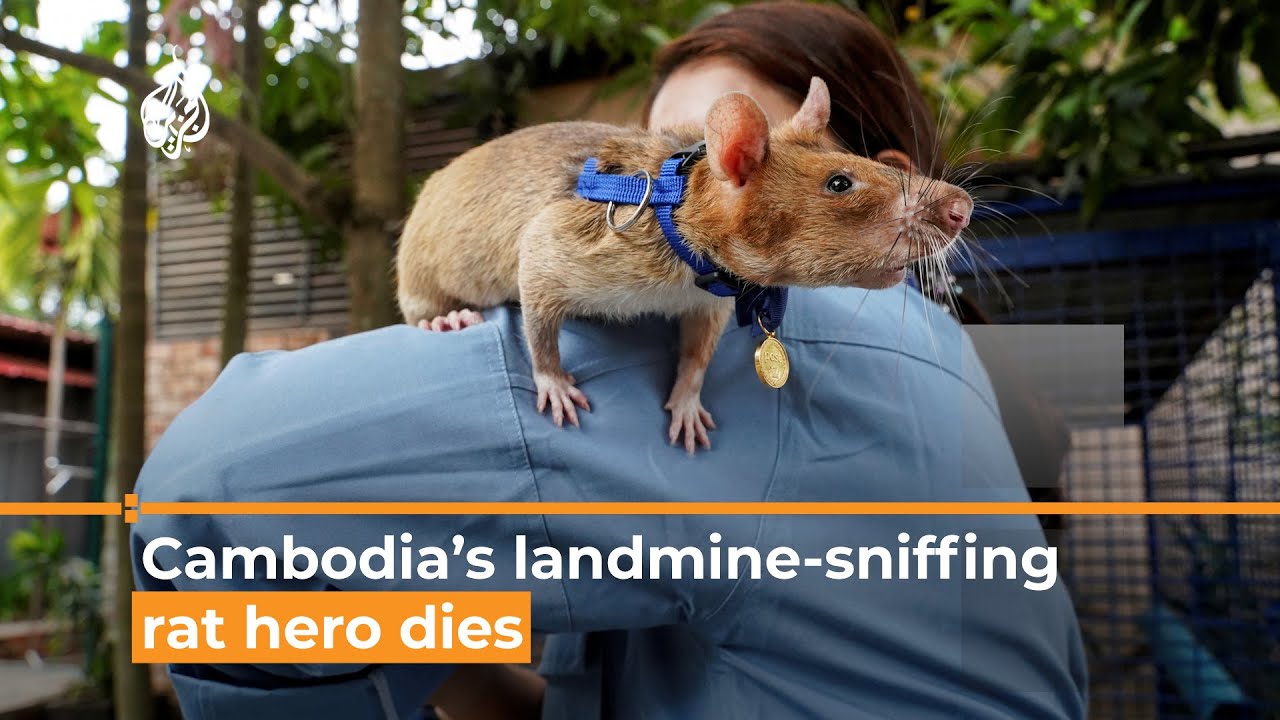 Magawa, Cambodia’s landmine-sniffing rat hero dies | Al Jazeera Newsfeed