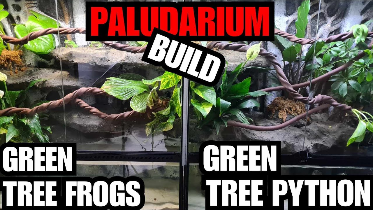 Green Tree Python/Green tree Frog Paludarium/Terrarium Build