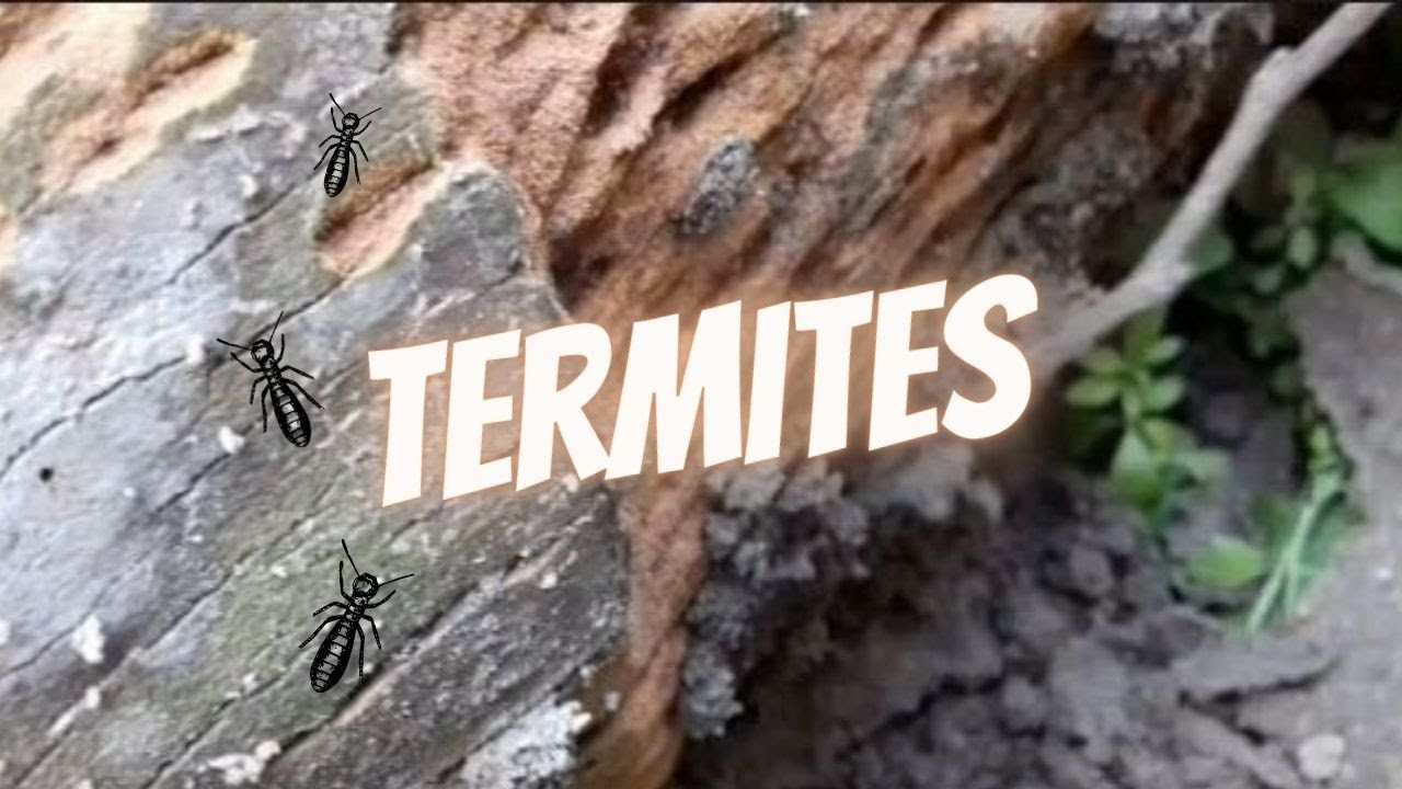 Termites on a dead coconut tree..