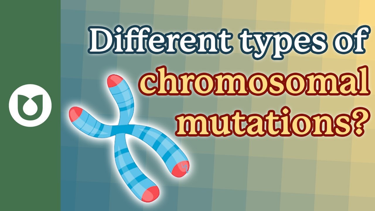 What are the different types of chromosomal mutations? (e.g. translocations) #myeloma