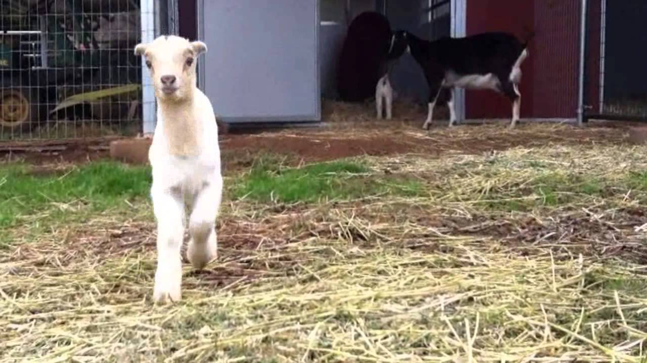 Animal Place's Noah and Cornelius Baby Goats