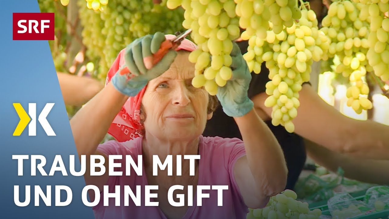 Trauben im Test: Viele Pestizide und Pflanzenschutzmittel gefunden | 2017 | Kassensturz | SRF