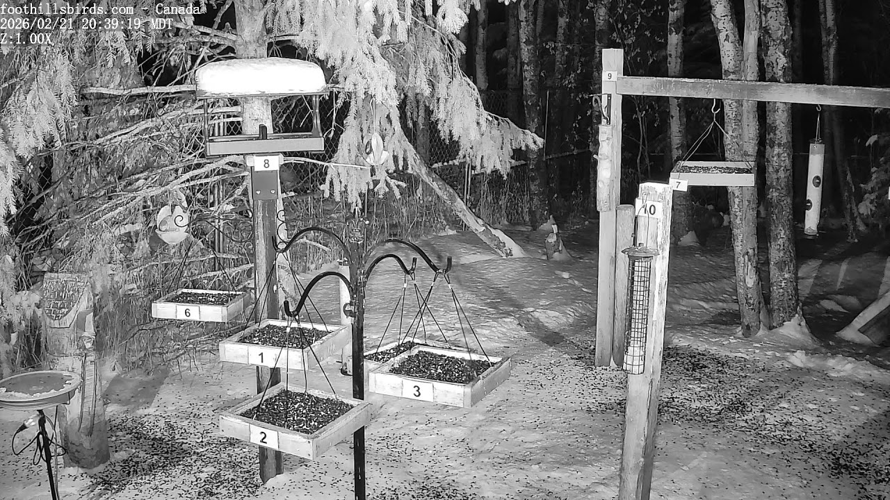 2025-02-21 -  Foothills Birds - PTZ Live Stream Bird Feeder Cam  [65+ Species]