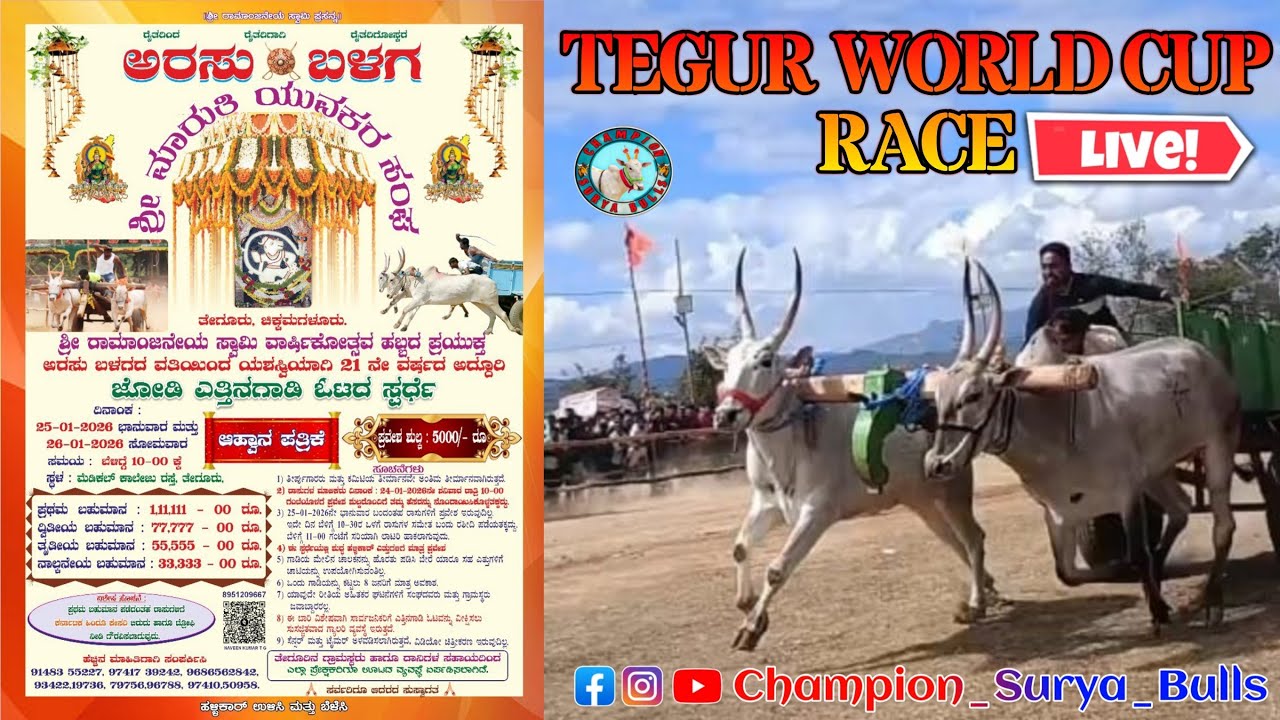 🔴Live Tegur World Cup Bulls Race