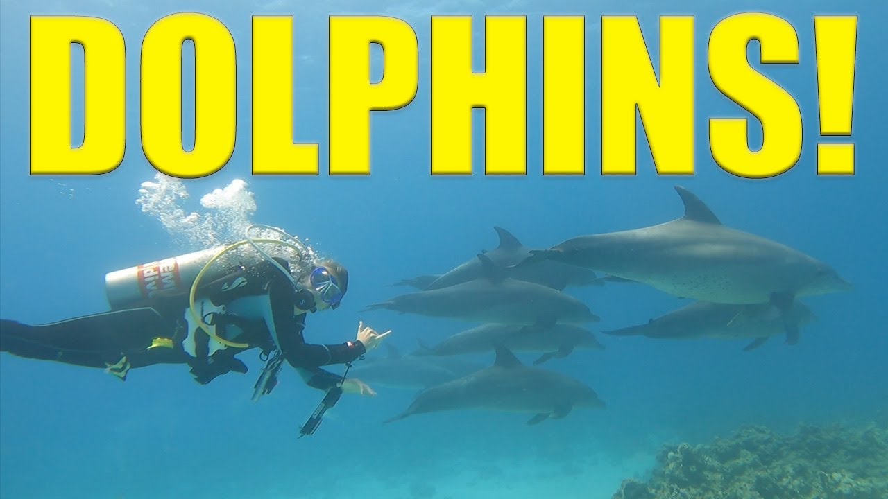 Дельфины! Дайвинг с дельфинами в Красном море.