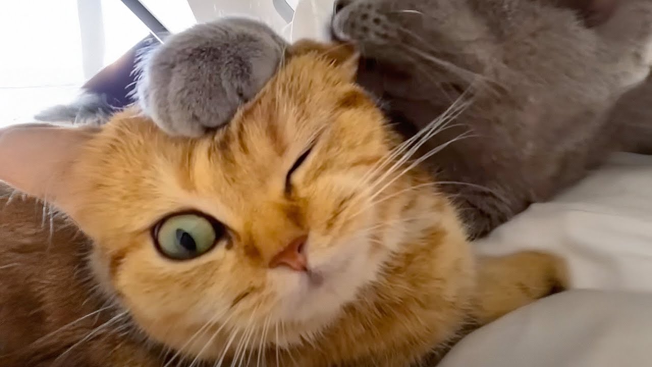 FUNNIEST Goobers | 60 Minute Pets Compilation