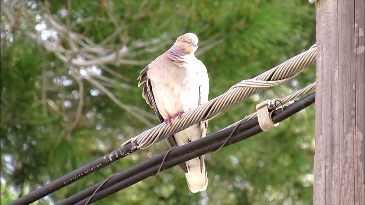 Bird Watching in Ibiza