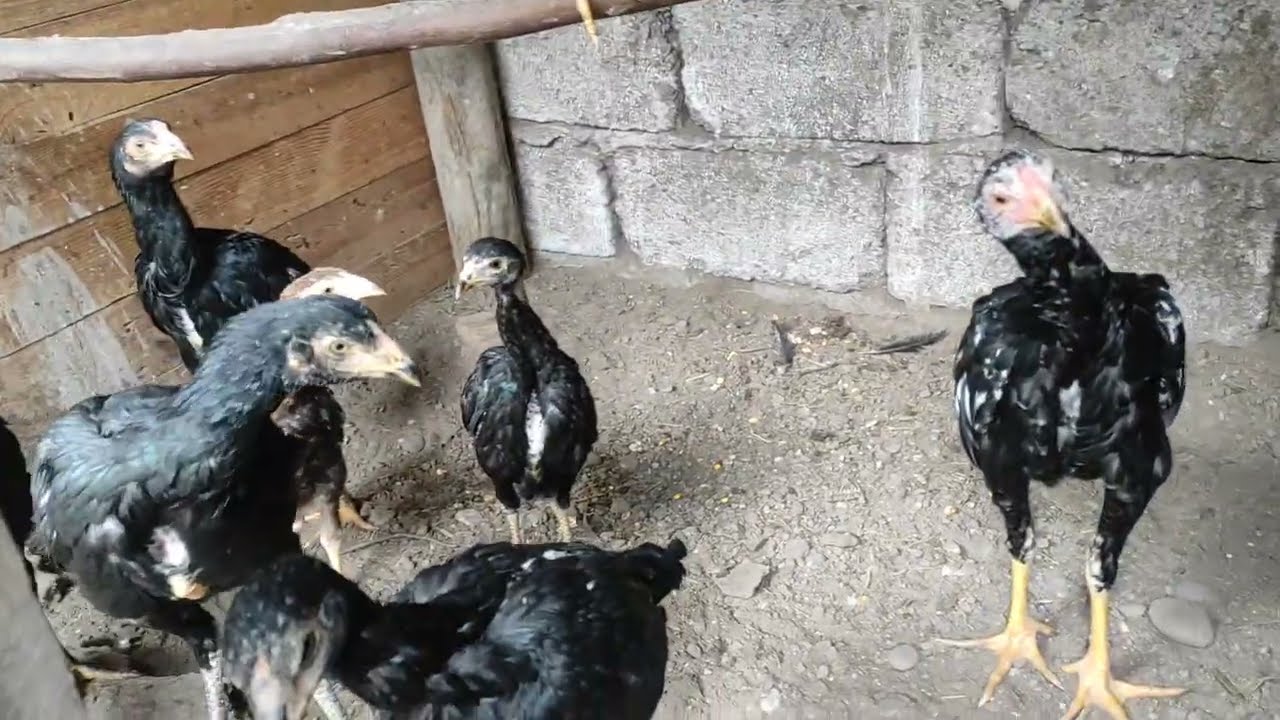 /// İMPARATOR YAVRULARIN BİR KISMINI DIŞARIYA ALDIM ///