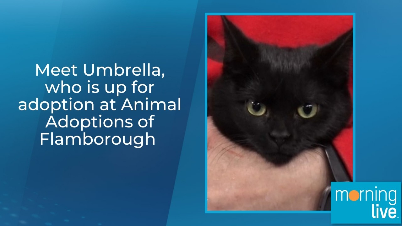Meet Umbrella, who is up for adoption at Animal Adoptions of Flamborough