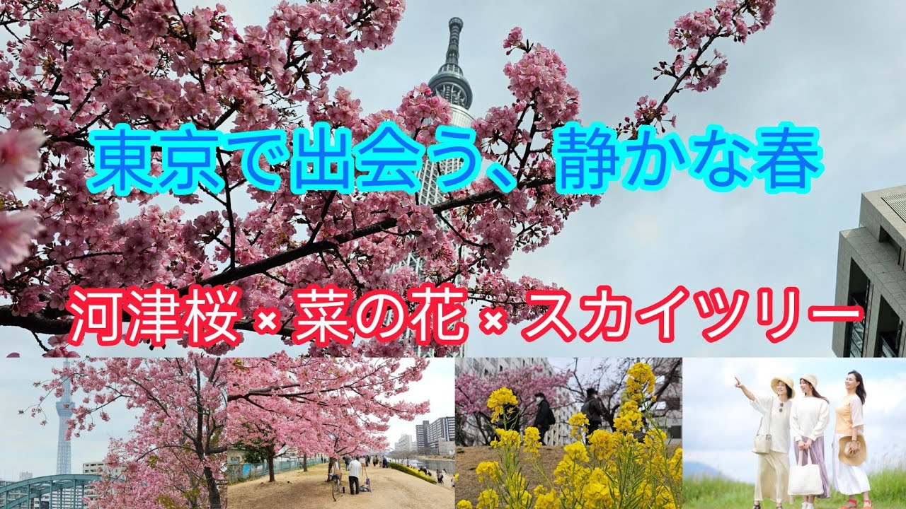 河津桜 X 菜の花 X 東京スカイツリー 東京で出会う、静かな春